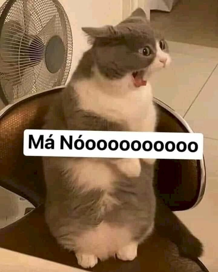 Dành cho tín đồ meme mèo há miệng dễ thương lạc lối