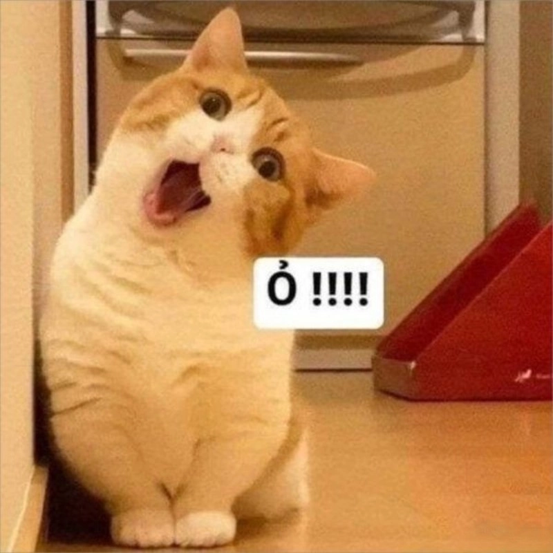 Tấu hài đỉnh cao với meme mèo há mồm dễ thương