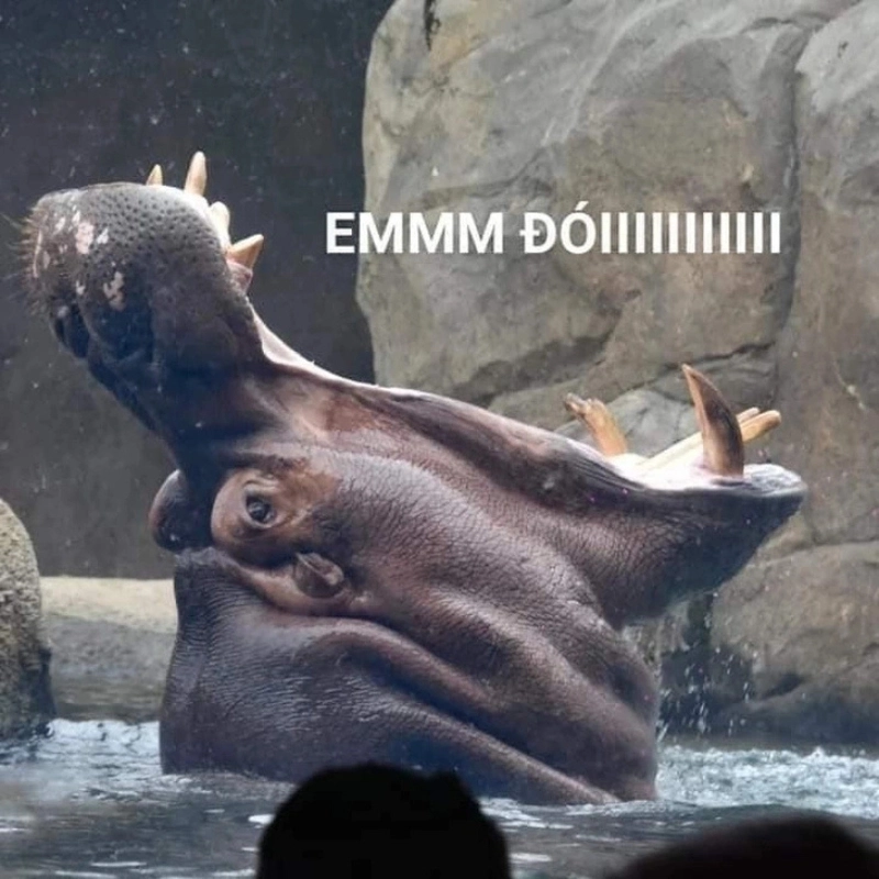 Loạt meme cười há mồm khiến bạn cười không ngớt