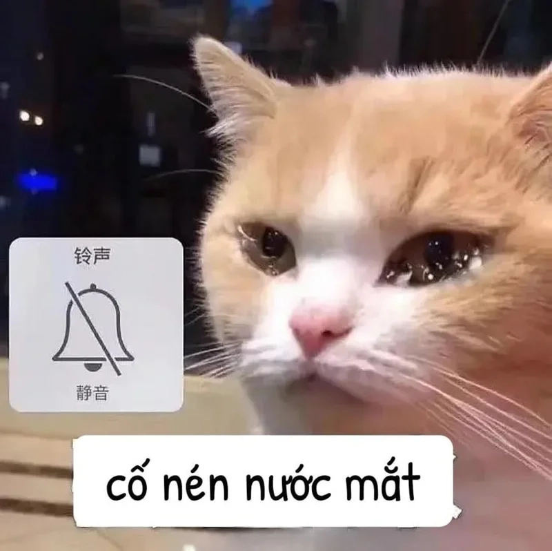 Cười đau ruột với bộ sưu tập meme hài mèo hot nhất hôm nay