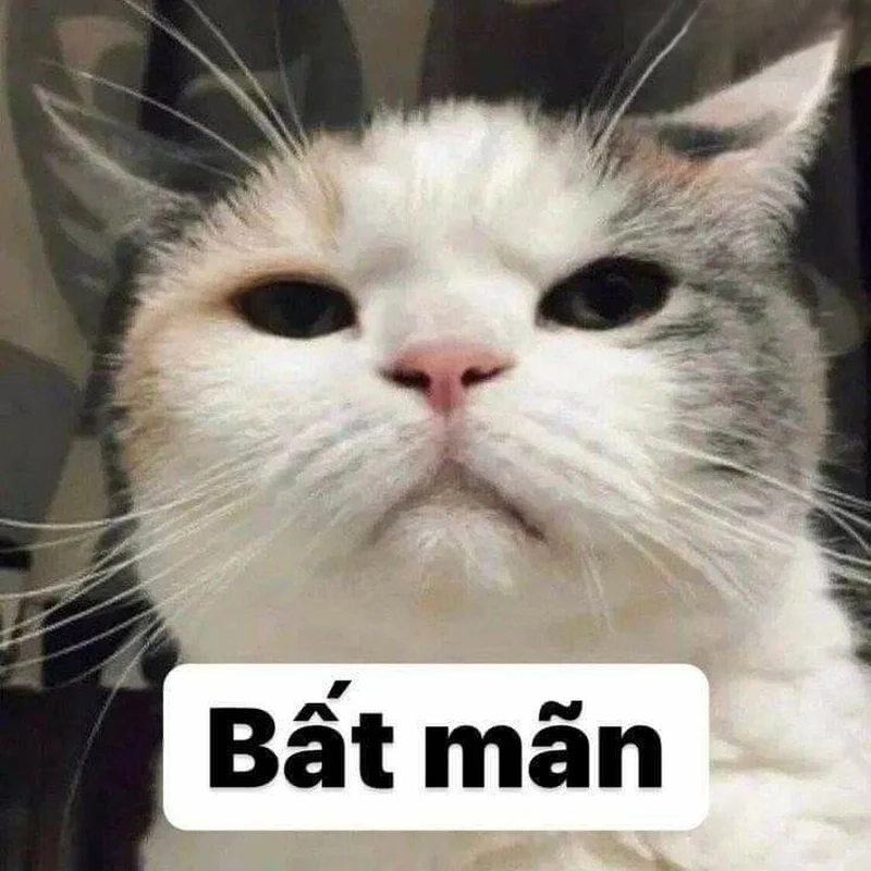 Không thể nhịn cười trước những hình mèo meme hài cực chất