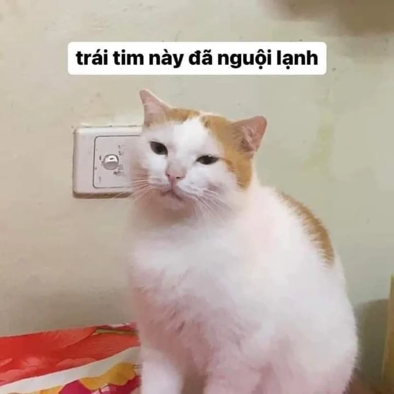 Đến cả boss cũng biết gây cười với mèo meme hài bá đạo