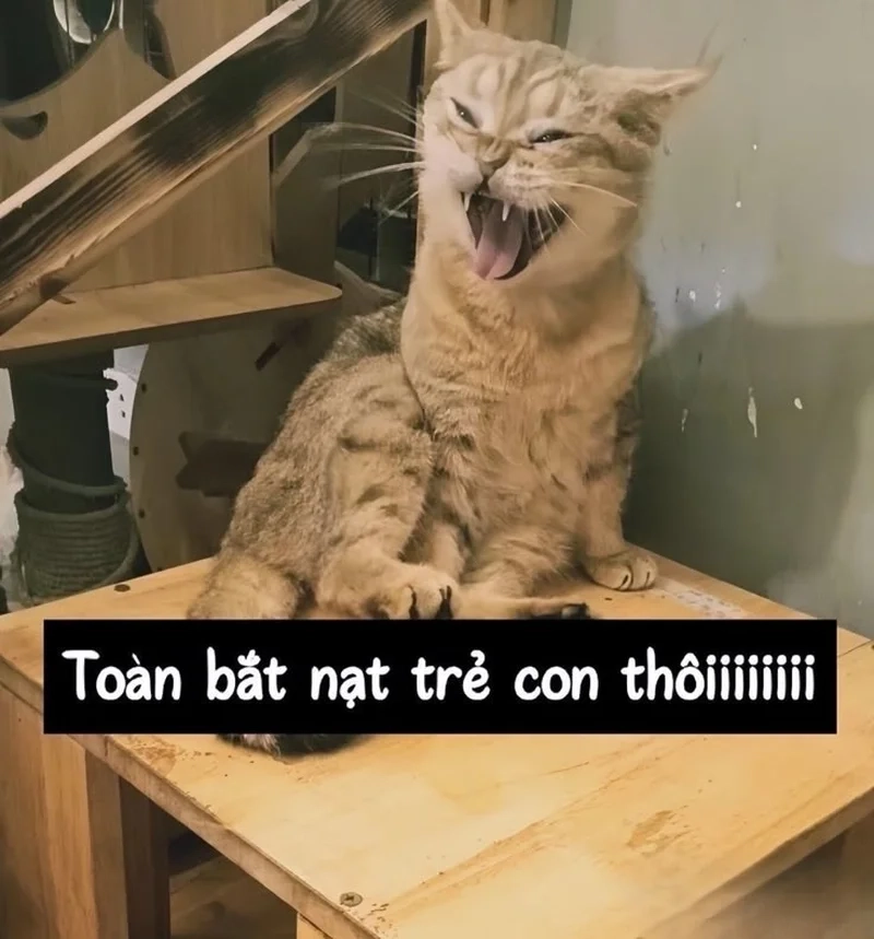 Bạn đã lưu đủ bộ ảnh mèo meme hài siêu hot chưa