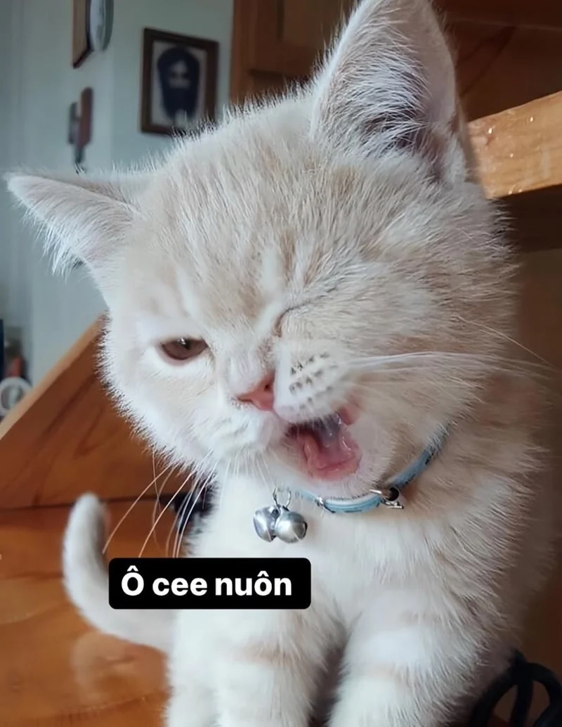 Cảnh báo cười xỉu với loạt meme hài bựa mèo bá đạo nhất