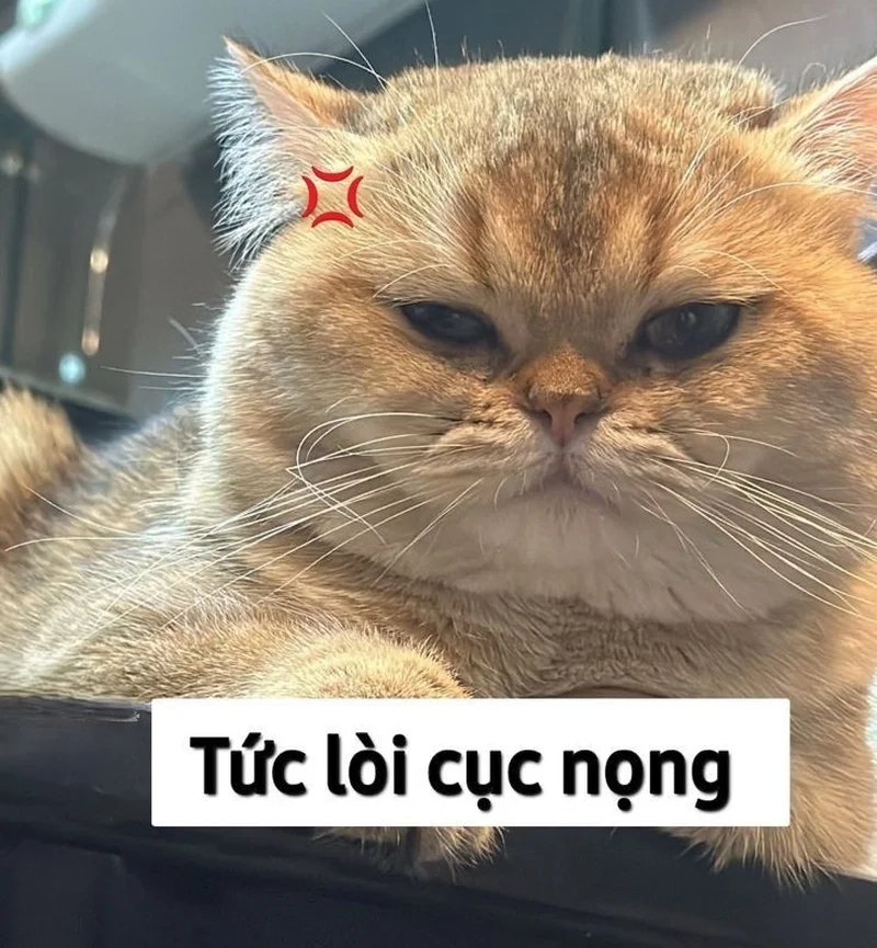 Chọn ngay một ảnh mèo meme hài hước để thay mood hôm nay
