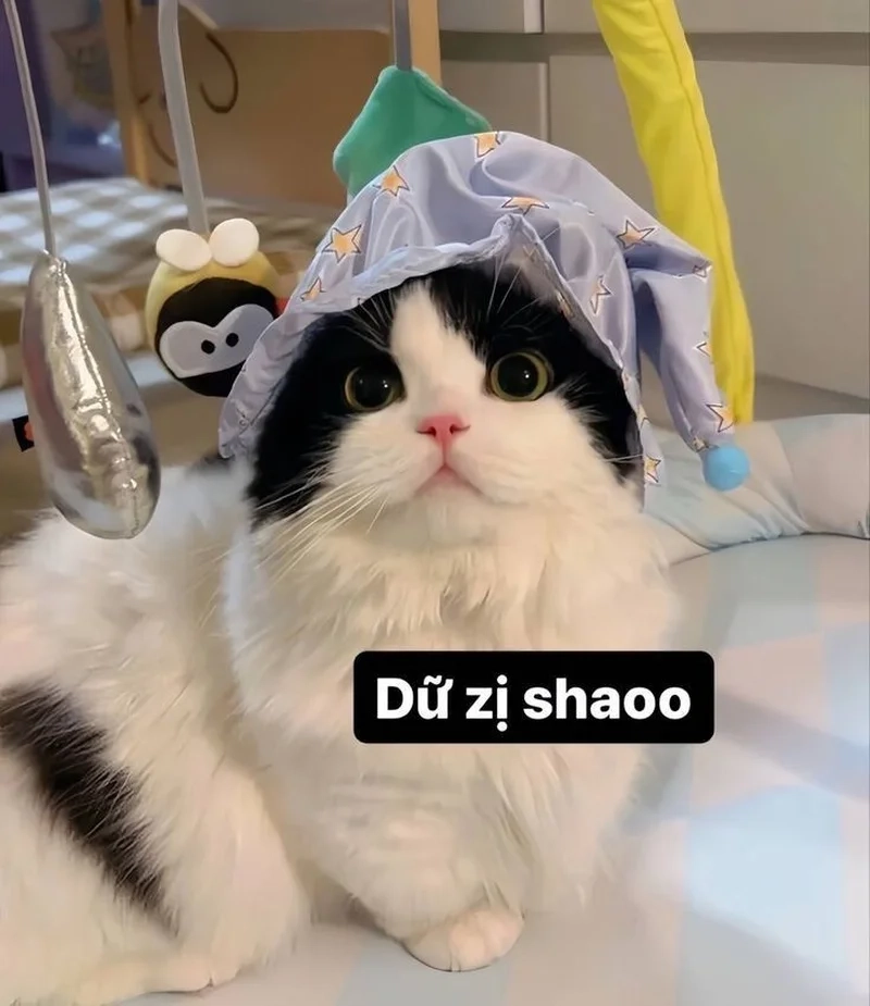 Top hình meme hài mèo được share nhiều nhất mạng xã hội