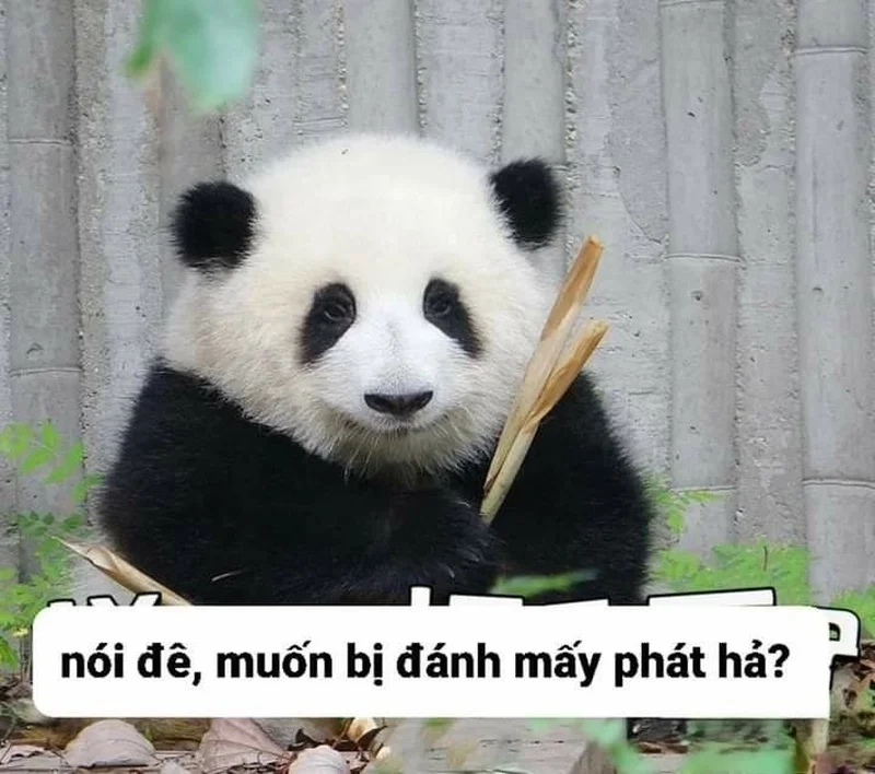 Ai nói bạn không thể sáng tạo với chế meme hài mỗi ngày