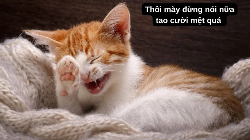 Đỉnh cao sáng tạo là ở chế hài chế ảnh meme hài cực lầy