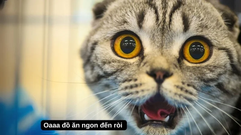 Kết hợp dễ thương và hài hước từ cute meme hài