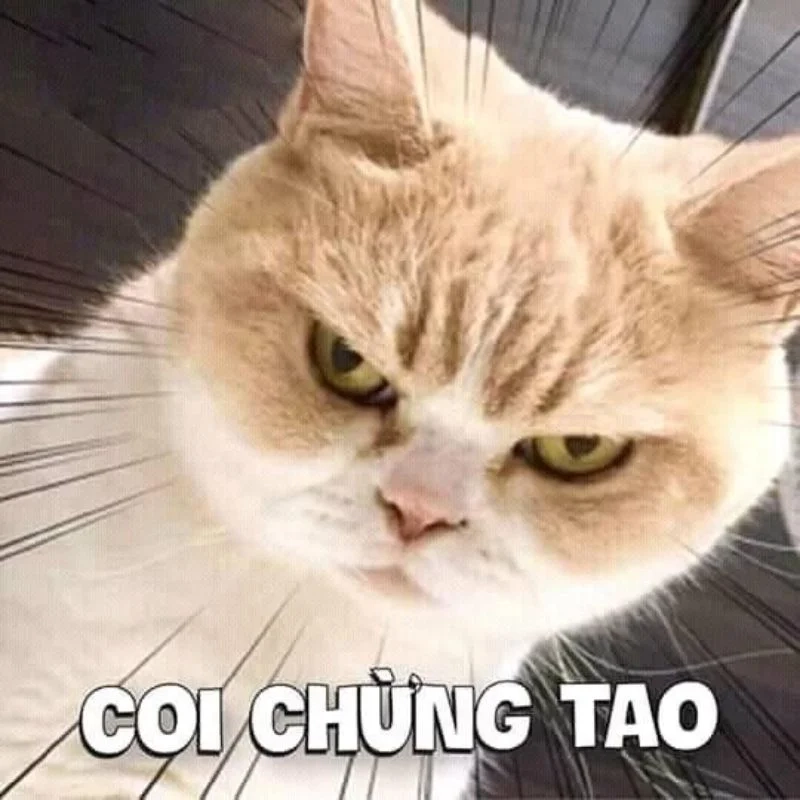 Top trend hôm nay gọi tên ảnh meme hài hước cute