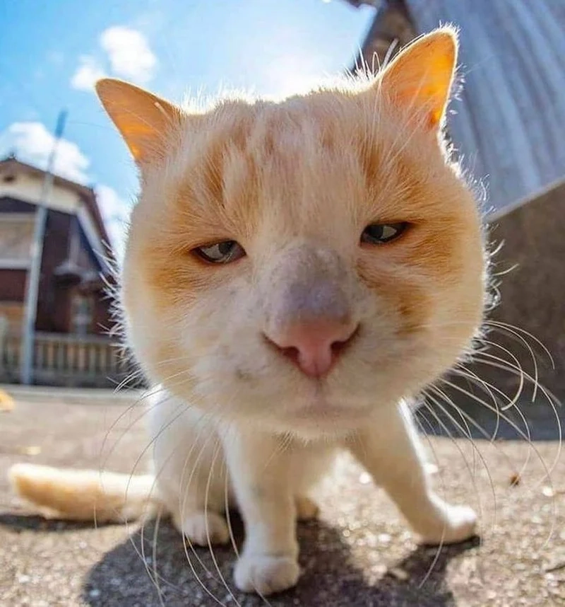 Những các meme hài hước được yêu thích nhất mạng xã hội