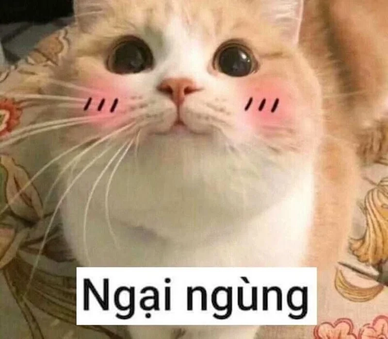 Bùng nổ tiếng cười cùng meme hài hước mới nhất hôm nay