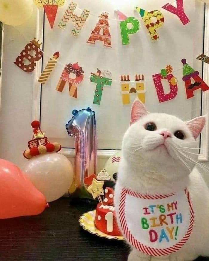Mèo chúc sinh nhật là có thật với cat happy birthday meme