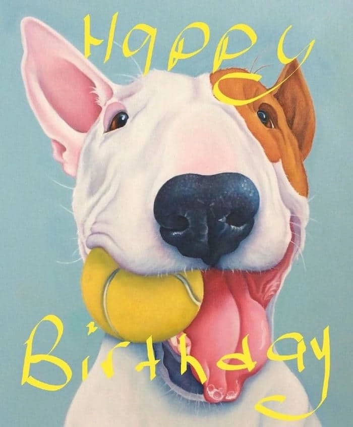 Fan boss sẽ mê mẩn meme cat happy birthday