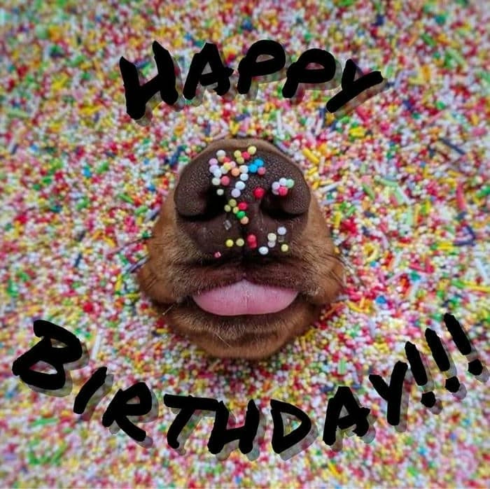 Dành riêng cho nàng là happy birthday meme for her ngọt ngào