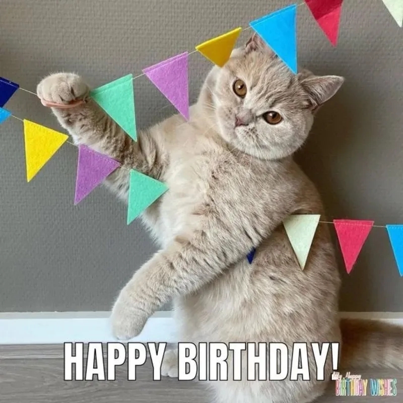 Bạn đã thử gửi meme happy birthday cute chưa