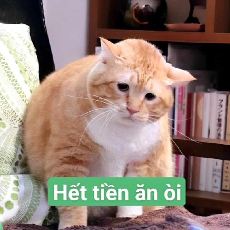 Boss nhìn bạn với ánh mắt meme mèo hết tiền