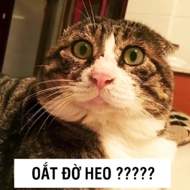 Dễ thương vô cực với meme mèo khó hiểu