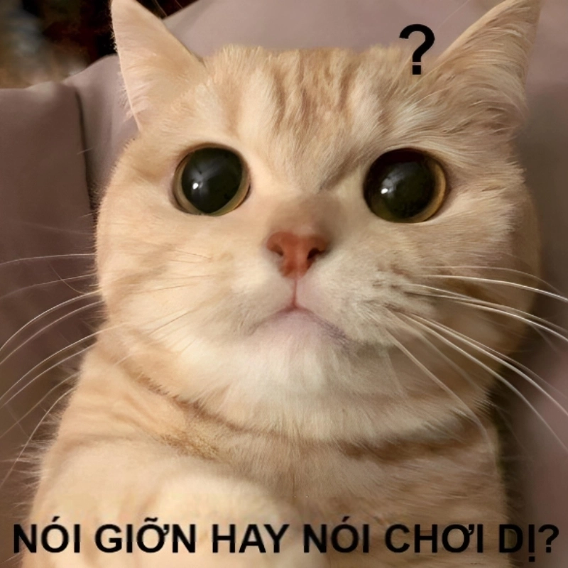 Khi meme con mèo khó hiểu nói lên nỗi lòng bạn