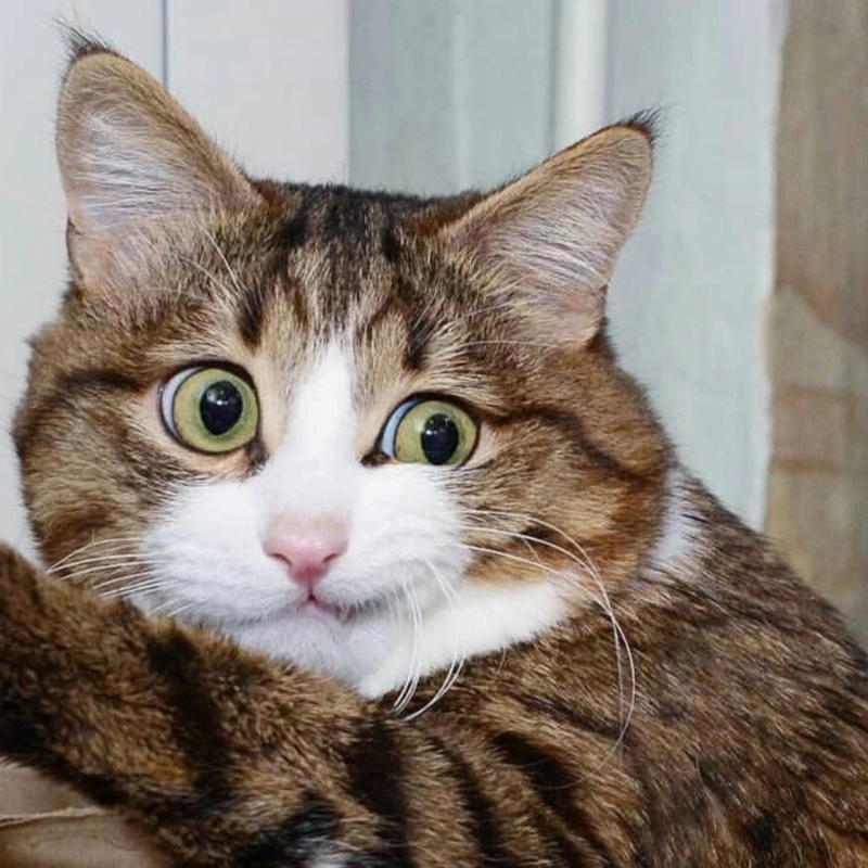 Đỉnh cao của mặt khó hiểu meme là đây chứ đâu