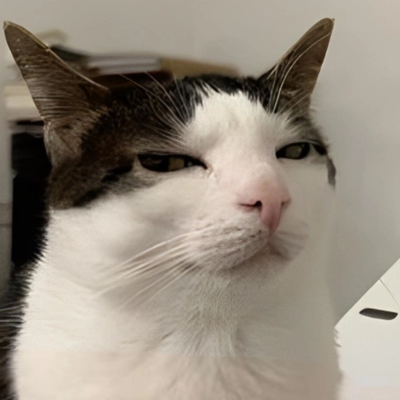 Mèo thì cute mà khó hiểu meme mèo cute thì càng đỉnh