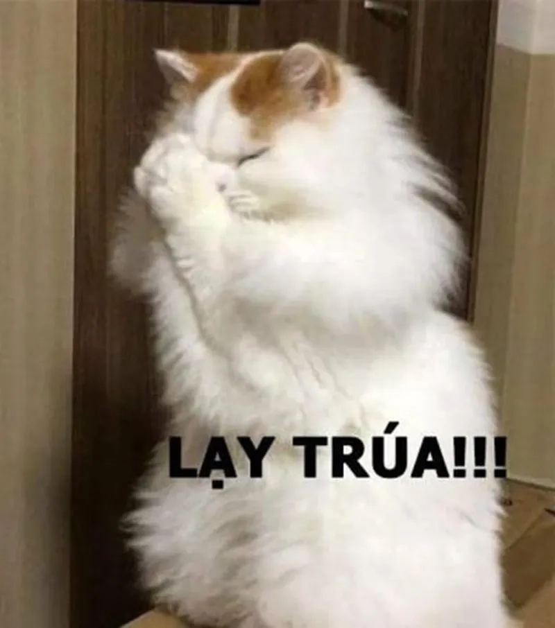 Đã sai còn lì, cần ngay quỳ meme để cứu vớt
