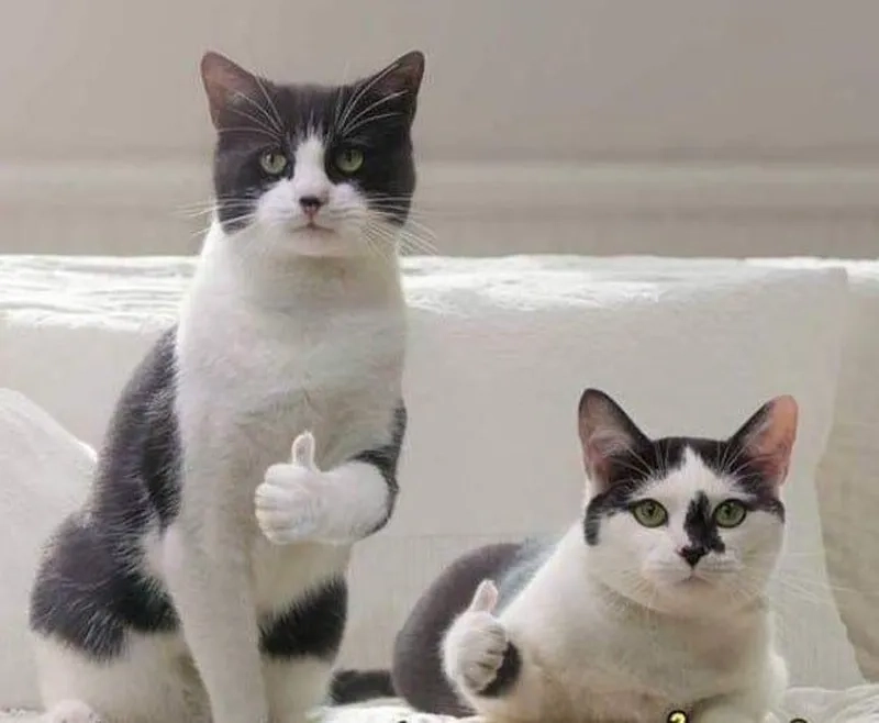 Cười té ghế với meme con mèo like đang gây sốt