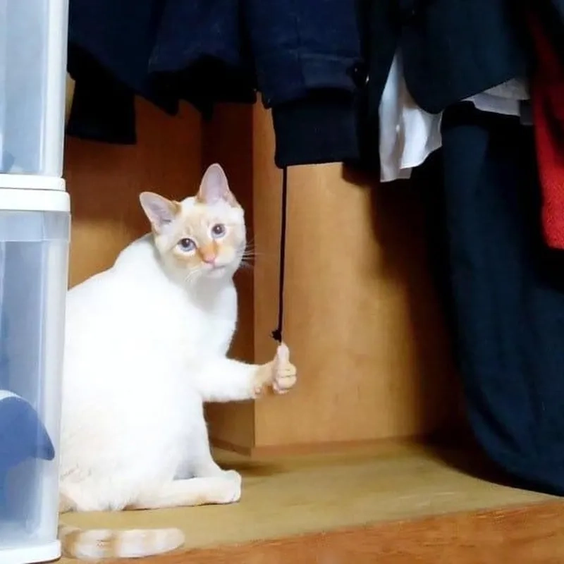 Thả like nhẹ nhàng cùng meme mèo thả like cực yêu
