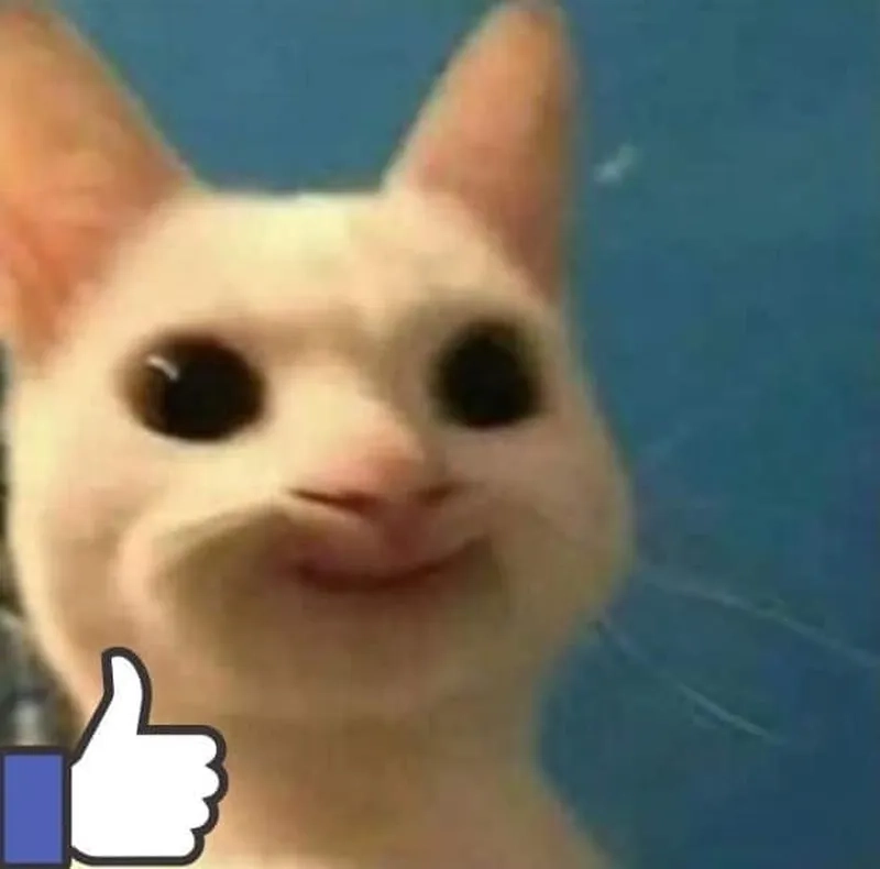 Đáng yêu như chiếc mèo meme like đang viral