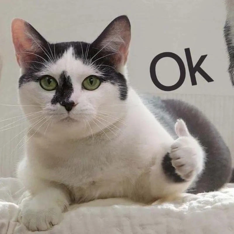 Bạn đã tải về đủ ảnh meme mèo like chưa