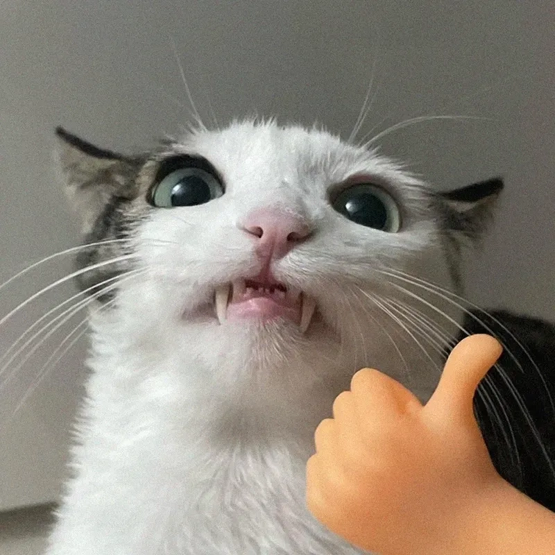 Cảnh báo tan chảy vì cute meme mèo like