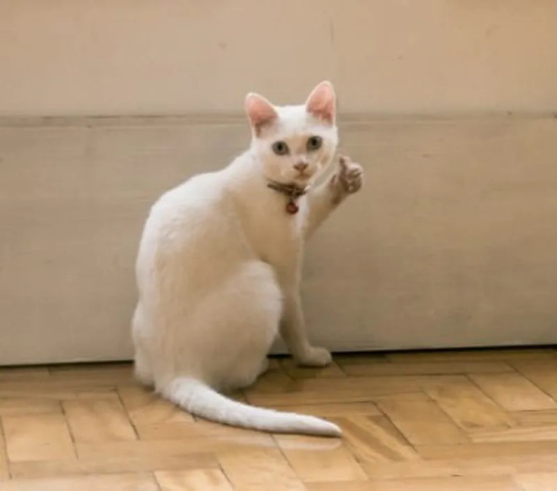 Không thể không yêu meme cat like đang hot