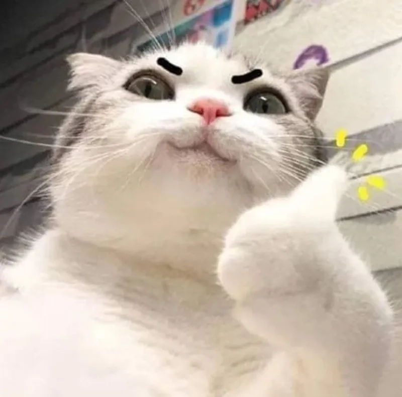 Siêu phẩm quốc tế gọi tên cat like meme
