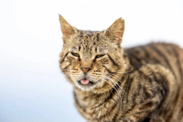 Bộ sưu tập cười meme mèo bựa khiến bạn không thể ngừng lướt