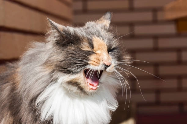 Dân mạng phát sốt với loạt bựa meme mèo cười mới nhất