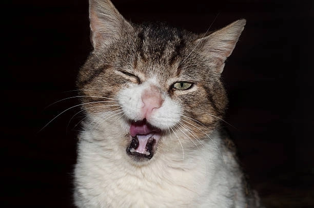 Mê đắm với những buồn cười meme mèo bựa siêu hot trên mạng