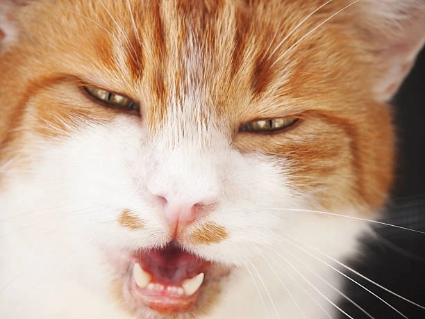 Giải trí cực mạnh với cười cười meme mèo bựa cả ngày