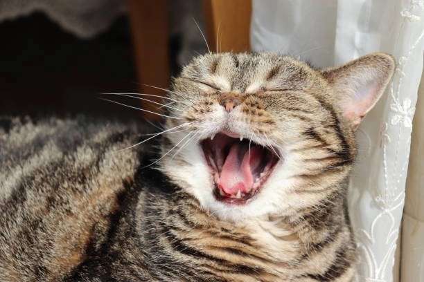 Cười ná thở với há mồm cute meme mèo cười siêu hài