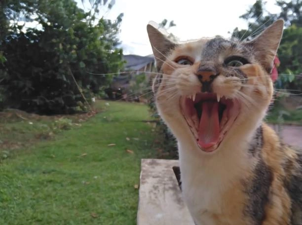 Không nhịn nổi với há mồm meme mèo cười nhe răng bá đạo