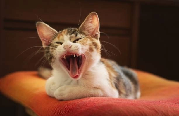 Cười hai lần với há mồm há mồm meme mèo cười cực dị