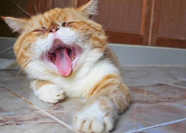 Không cảm xúc với vô tri há môm meme mèo cười nhưng vẫn cười