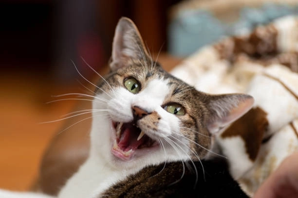 Cười xỉu với nhe răng meme mèo cười nhe răng độc lạ