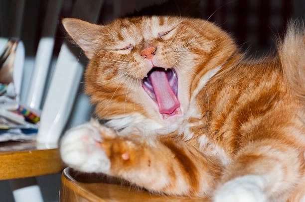 Siêu lầy với bộ meme mèo cười chỉ tay cực trending