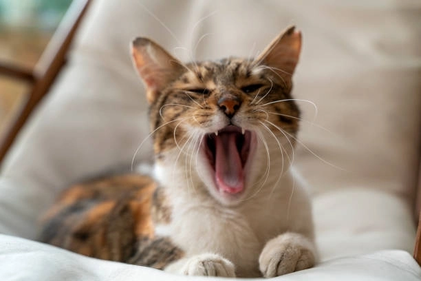 Mắc cười quá mức với meme mèo cười che miệng