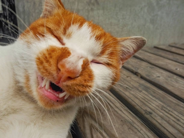 Cười ra nước mắt cùng meme mèo cười khóc