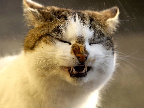 Hài hước đầy cảm xúc meme mèo khóc cười