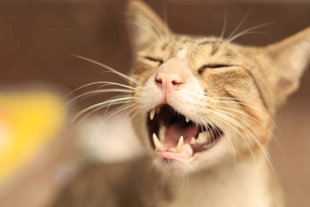 Gây hoang mang với meme mèo cười vô tri