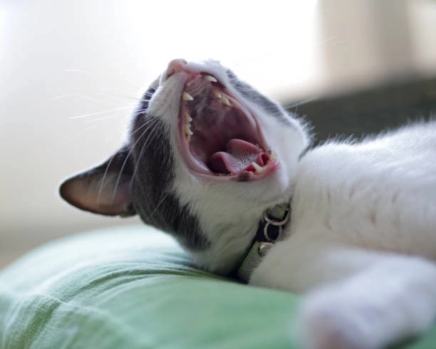 Không biết khóc hay cười cười đểu mèo vô tri meme