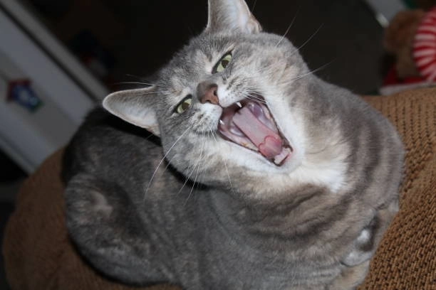 Cười mà không hiểu với vô tri há môm meme mèo cười