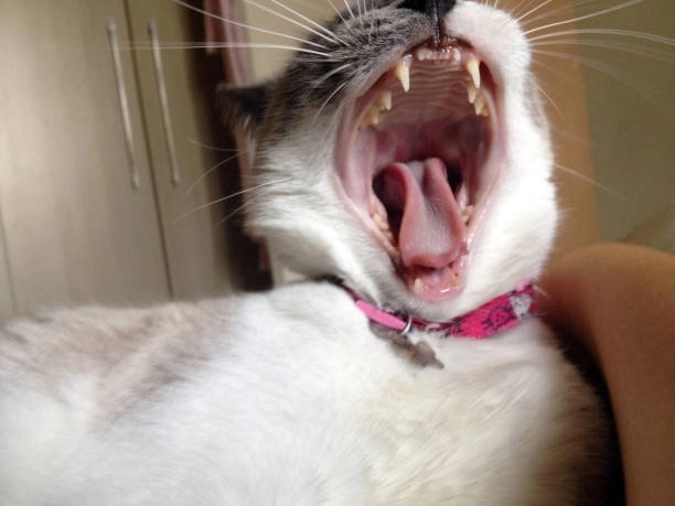 Xem ngay video meme mèo cười siêu hài